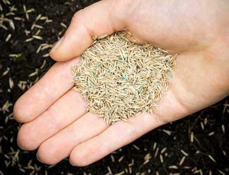 Grassamen