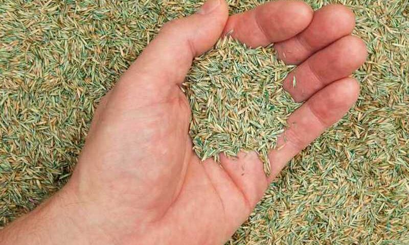 Grassamen