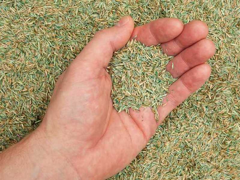 Grassamen
